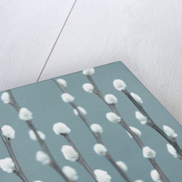 Pussy Willow twigs by Assaf Frank